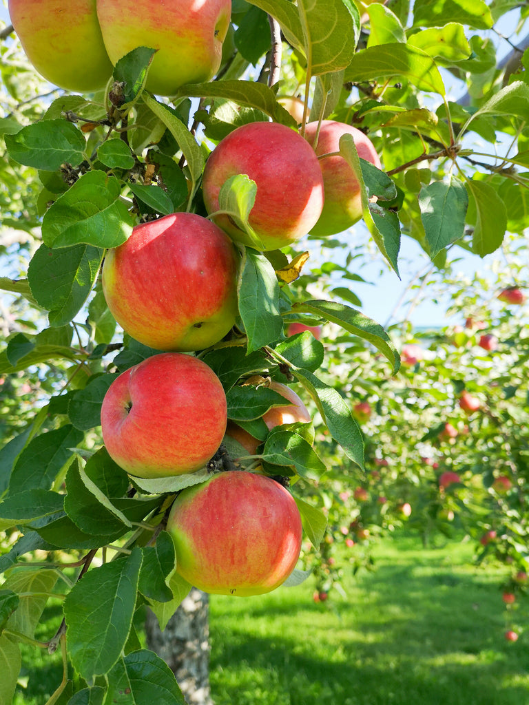 The Heritage of the Kentish Orchards