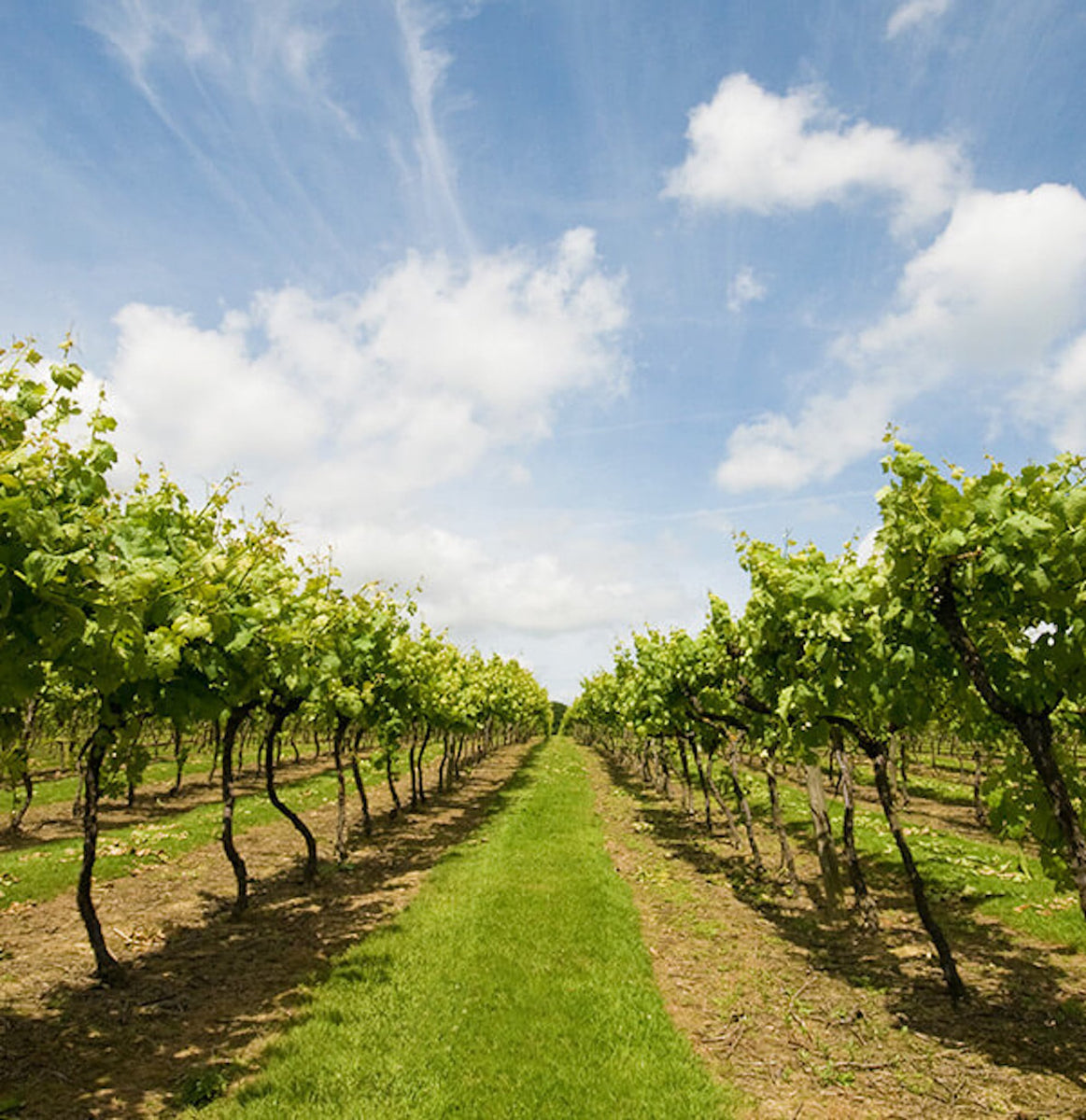 Biddenden Vineyards vineyard and estate